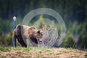 Grizzly Bear feeding in the rain