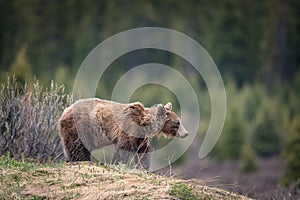 Grizzly Bear feeding in the rain