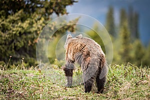 Grizzly Bear feeding in the rain