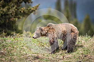 Grizzly Bear feeding in the rain