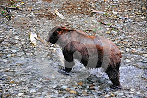 Grizzly Bear feeding on salmon in Hyder, Alaska.