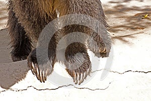 Grizzly Bear Feet and Claws