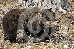 Grizzly Bear Felicia in Bridger Teton National Forest