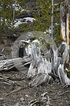 Grizzly Bear Felicia in Bridger Teton National Forest