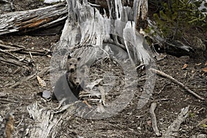 Grizzly Bear Felicia in Bridger Teton National Forest