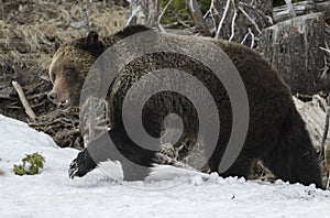 Grizzly Bear Felicia in Bridger Teton National Forest