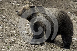 Grizzly Bear Felicia in Bridger Teton National Forest