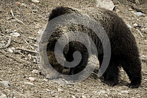 Grizzly Bear Felicia in Bridger Teton National Forest