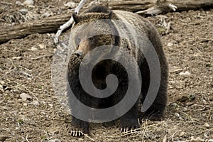 Grizzly Bear Felicia in Bridger Teton National Forest