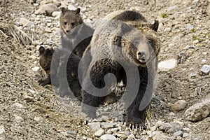 Grizzly Bear Felicia in Bridger Teton National Forest
