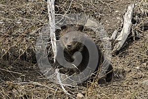 Grizzly Bear Felicia in Bridger Teton National Forest