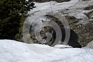 Grizzly Bear Felicia in Bridger Teton National Forest