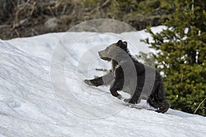 Grizzly Bear Felicia in Bridger Teton National Forest