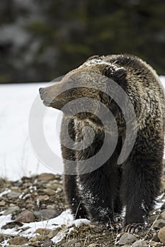 Grizzly Bear Felicia in Bridger Teton National Forest