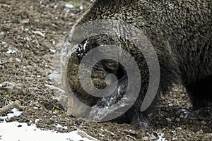 Grizzly Bear Felicia in Bridger Teton National Forest