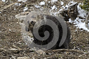 Grizzly Bear Felicia in Bridger Teton National Forest