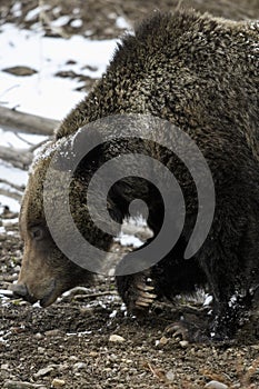 Grizzly Bear Felicia in Bridger Teton National Forest