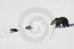 Grizzly Bear Felicia in Bridger Teton National Forest