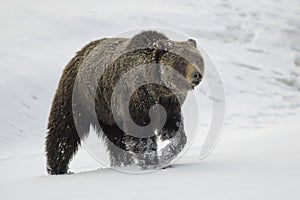 Grizzly Bear Felicia in Bridger Teton National Forest