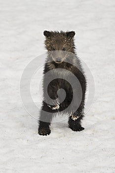 Grizzly Bear Felicia in Bridger Teton National Forest