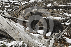 Grizzly Bear Felicia in Bridger Teton National Forest