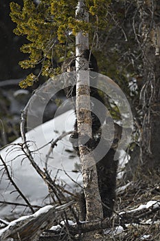 Grizzly Bear Felicia in Bridger Teton National Forest