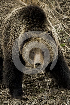 Grizzly Bear Felicia in Bridger Teton National Forest