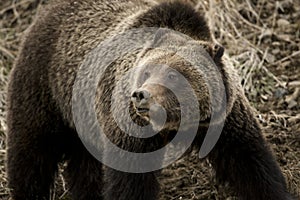 Grizzly Bear Felicia in Bridger Teton National Forest