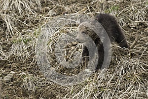 Grizzly Bear Felicia in Bridger Teton National Forest