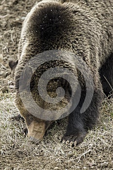 Grizzly Bear Felicia in Bridger Teton National Forest