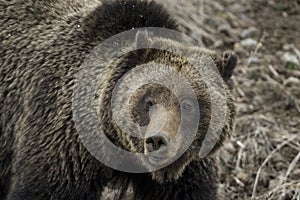 Grizzly Bear Felicia in Bridger Teton National Forest