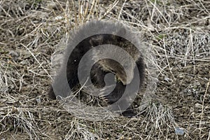 Grizzly Bear Felicia in Bridger Teton National Forest