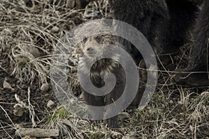 Grizzly Bear Felicia in Bridger Teton National Forest