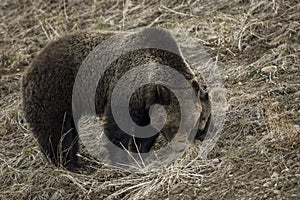 Grizzly Bear Felicia in Bridger Teton National Forest