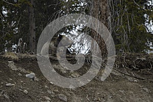 Grizzly Bear Felicia in Bridger Teton National Forest