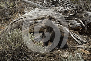 Grizzly Bear Felicia in Bridger Teton National Forest