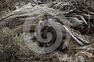 Grizzly Bear Felicia in Bridger Teton National Forest