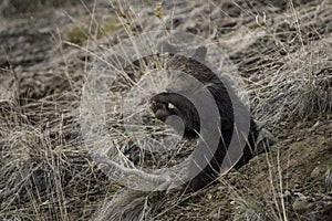 Grizzly Bear Felicia in Bridger Teton National Forest