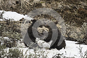 Grizzly Bear Felicia in Bridger Teton National Forest