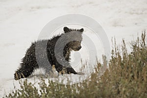 Grizzly Bear Felicia in Bridger Teton National Forest