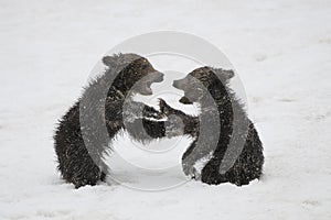 Grizzly Bear Felicia in Bridger Teton National Forest