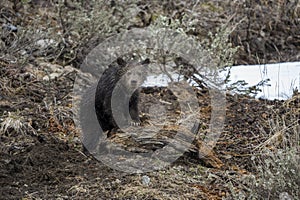 Grizzly Bear Felicia in Bridger Teton National Forest