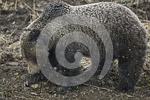 Grizzly Bear Felicia in Bridger Teton National Forest