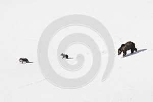 Grizzly Bear Felicia in Bridger Teton National Forest