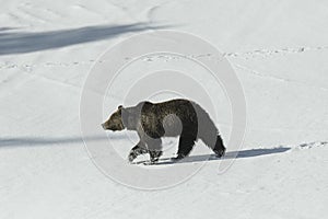 Grizzly Bear Felicia in Bridger Teton National Forest