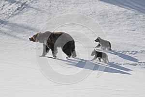 Grizzly Bear Felicia in Bridger Teton National Forest