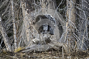 Grizzly Bear Felicia in Bridger Teton National Forest