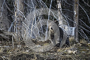 Grizzly Bear Felicia in Bridger Teton National Forest