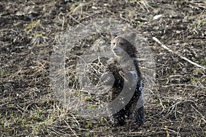 Grizzly Bear Felicia in Bridger Teton National Forest