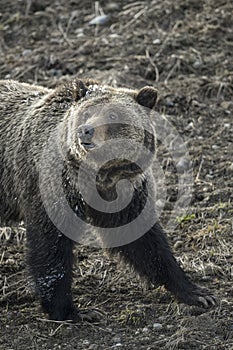 Grizzly Bear Felicia in Bridger Teton National Forest